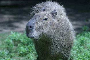 水豚吃瓜记完整视频,一场萌宠的夏日盛宴