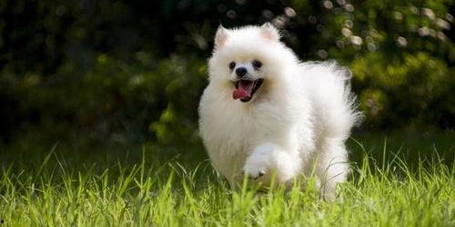 博美可以吃蜜瓜嘛视频,安全与注意事项